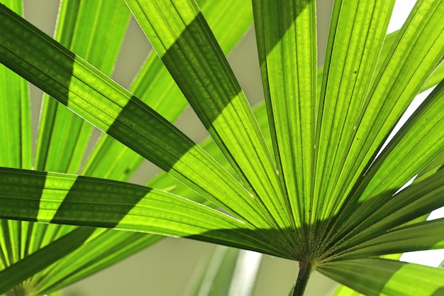 Green palm leaves natural