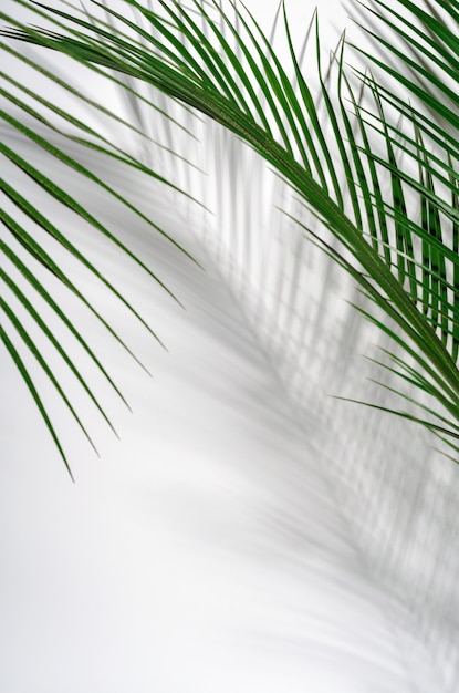 Green palm leaves and their shadow on a white wall.