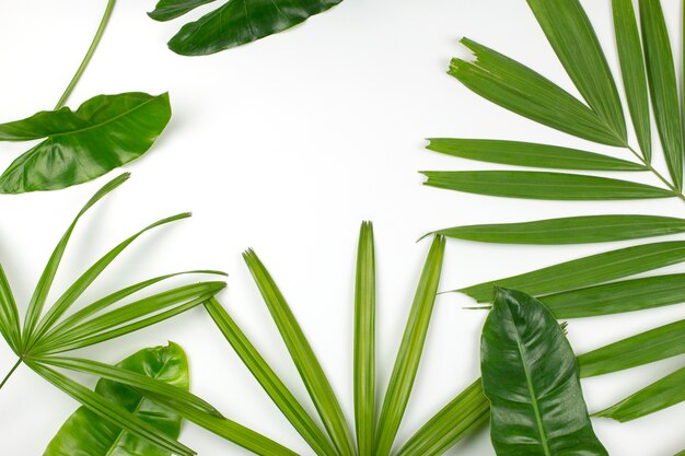 Green palm leaves on white background