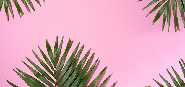 Green palm leaves with shadow on a pink background