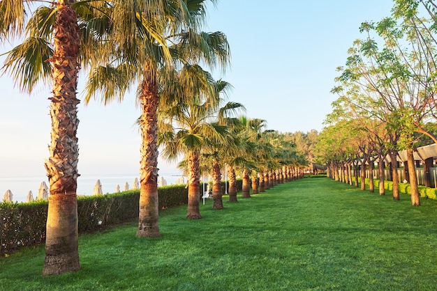 Green palm park and their shadows on the grass.