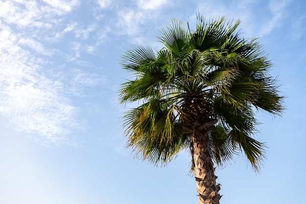 Green palm tree on blue sky background