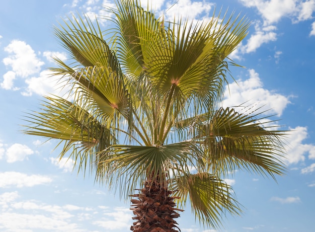 Green palm tree on blue sky, tropic tree