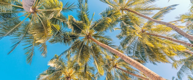 Green palm tree leaves against blue sky background. Tropical jungle forest with bright blue sky