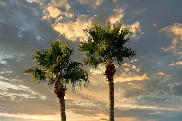 Green palm tree on perfect palm trees against a beautiful sunset sky