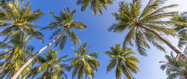 Green palm trees against blue sky and white clouds. Tropical jungle forest bright blue sky panorama