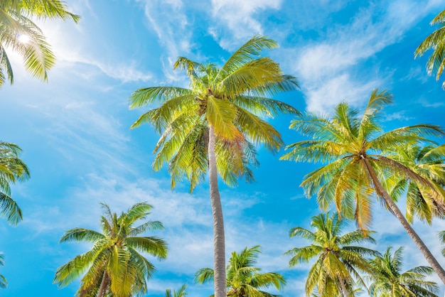 Green palm trees on background of blue sky and white clouds