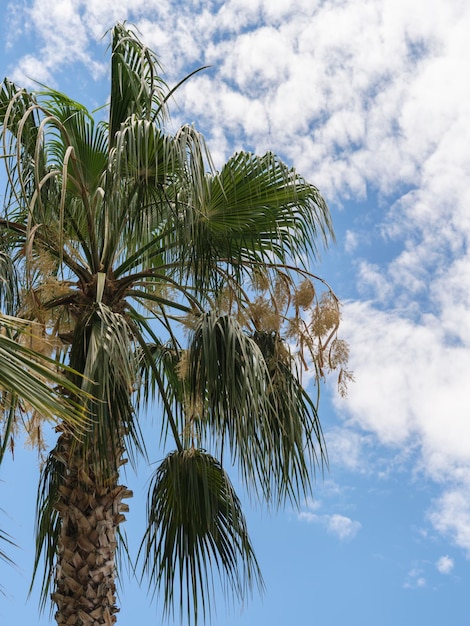 Green palms and blue sky