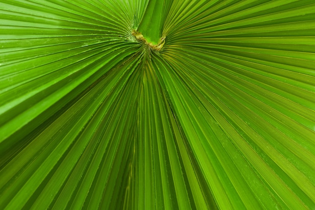 Green palmtree leaf texture with stripes Fresh tropical palm leaf surface close upbackground image