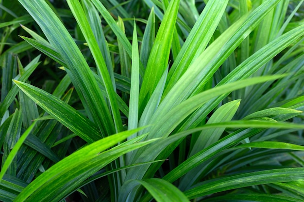 Green pandan leaves in the garden