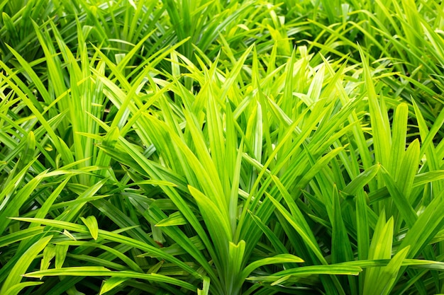 Green pandan leaves in the garden