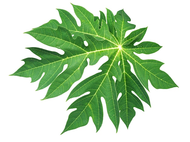 Green papaya leaves are isolated from the white background.