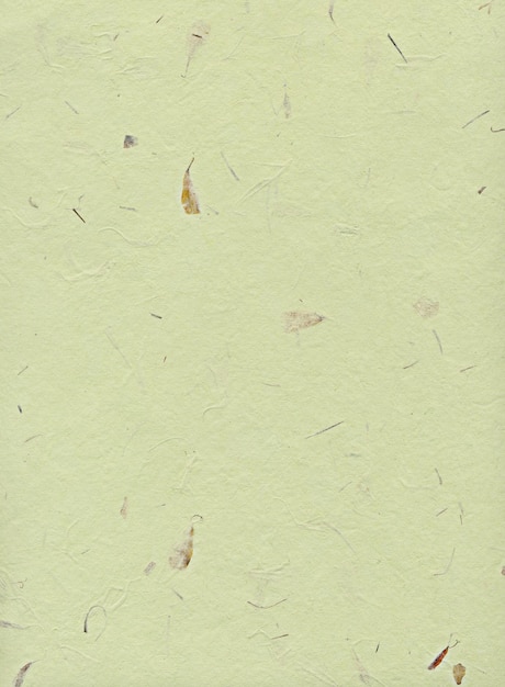 Green paper background with dry plants