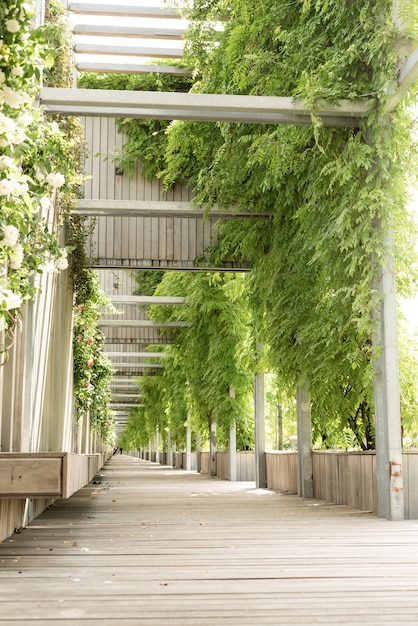 Green park alley, wooden benches and walls with white roses