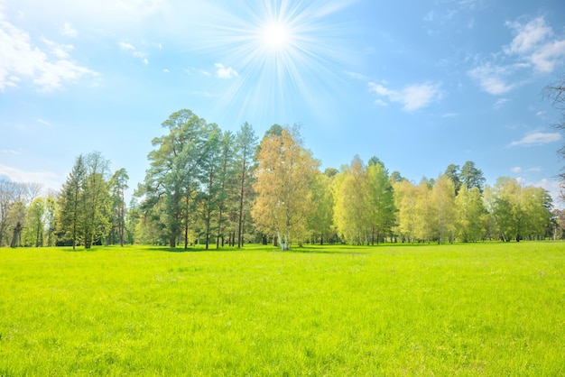 Green park forest with green trees