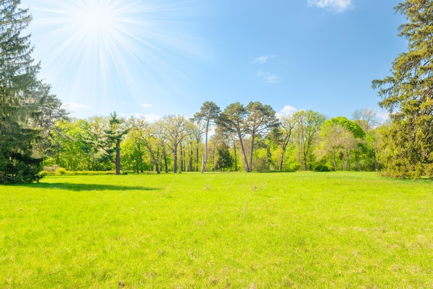 Green park forest with green trees