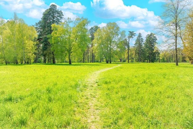 Green park path with green trees