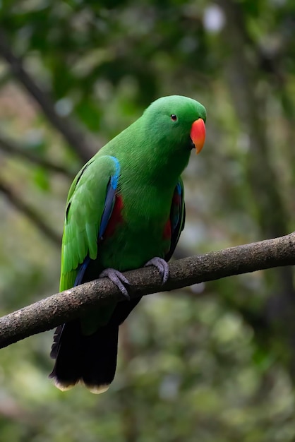 Green parkeet on a tree branch