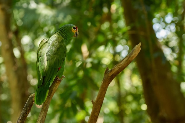 Photo green parrot closeup with blurred background