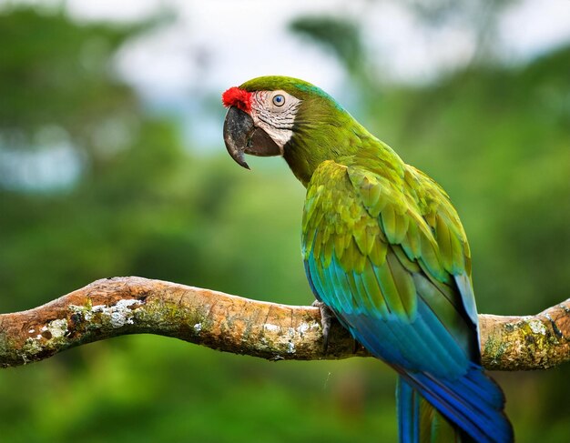 Green parrot GreatGreen Macaw Ara ambigua