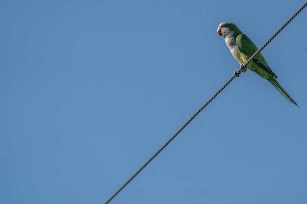 Green parrot on high voltage cable