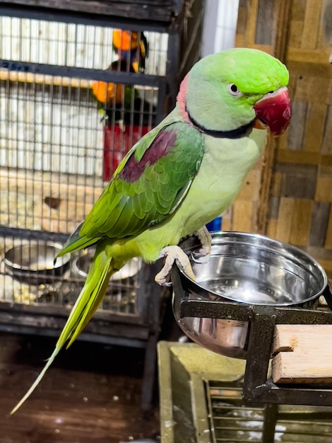 A Green Parrot Image