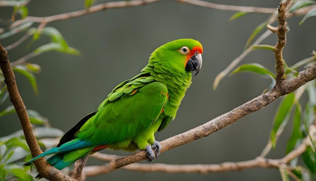 a green parrot is sitting on a branch with a red spot on its tail