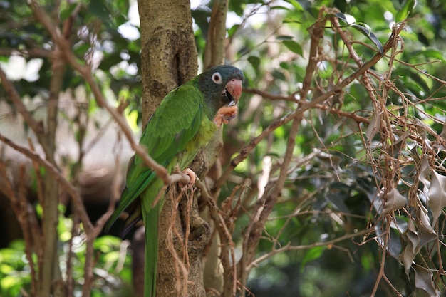 A green parrot sits on a tree Amazon Luxurious mountain parrot Nature and birds