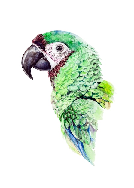 Green parrot watercolor portrait Bright amazon wildlife bird Hand drawn parakeet illustration