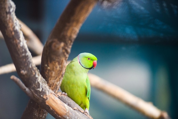 Green parrot