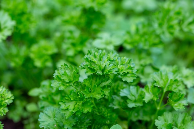 Green parsley in the garden with selective focus and blurred background