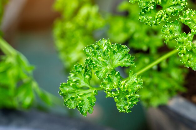 Green Parsley leaf background