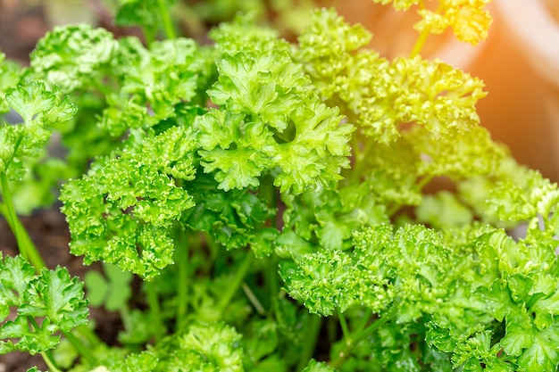 Green Parsley leaf background