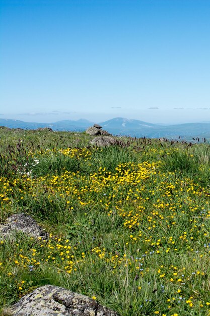 Green pasture in mountains during summer season