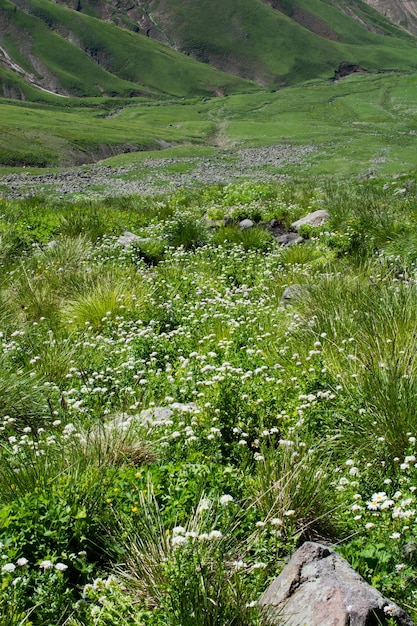 Green pasture in mountains during summer season