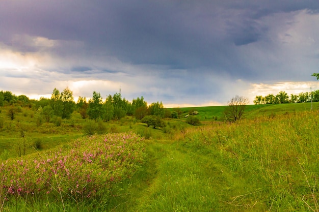 Green path on the background of dry grass Landscape of a hilly area against the backdrop of a forest