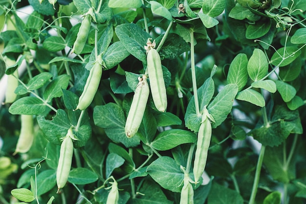 Green pea pods on plant growing in vegetable garden