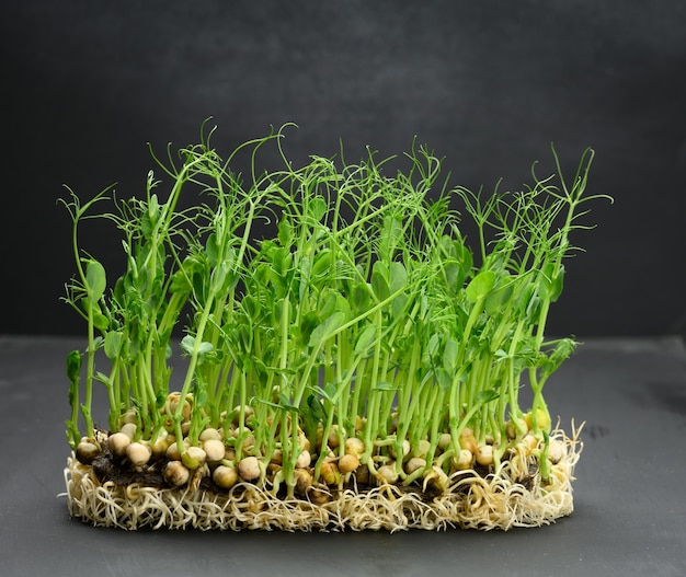 Green pea sprouts on the black table, healthy and tasty food, detox