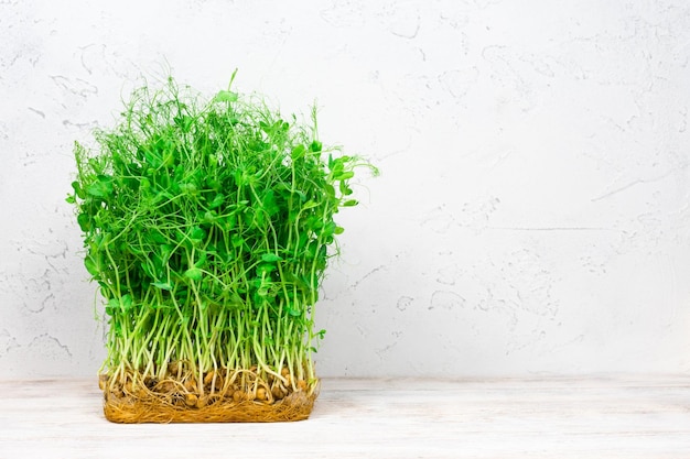 Green pea sprouts on a white background with roots Place for an inscription