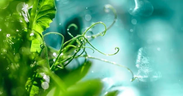 Green pea tendrils with dew drops on a blurred blue bokeh background