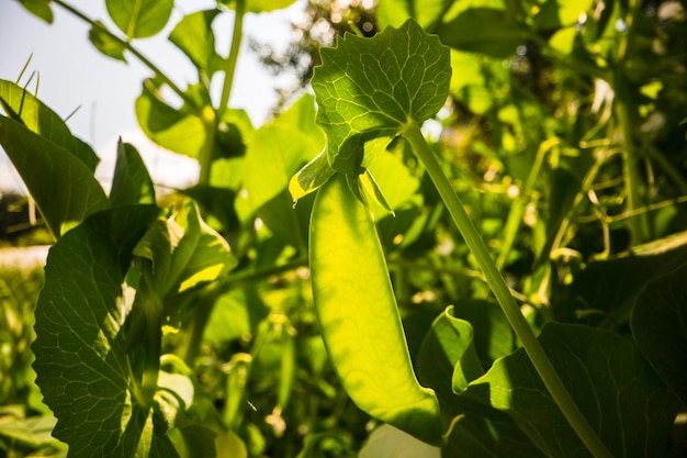 Photo green pea vegetables in the garden closeup of fresh peas and pea pods organic and vegan food agricultural plants growing in garden beds