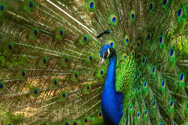 green peacock with feathers out