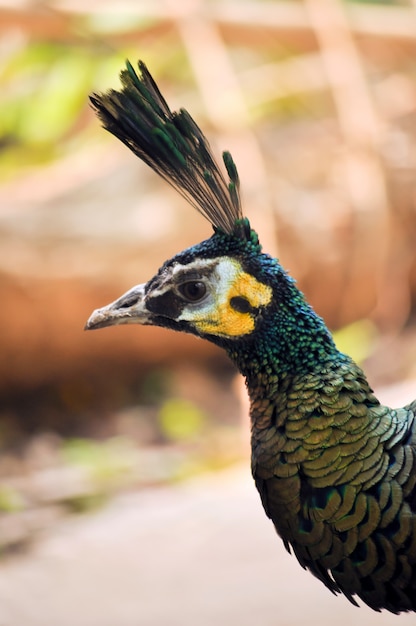 The Green Peafowl