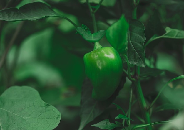 Green pepper fruit on a bush with leaves