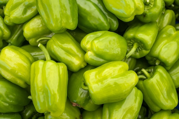 Green pepper harvest many fresh green peppers