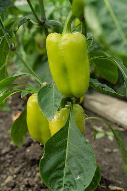 Green pepper plant with fruits