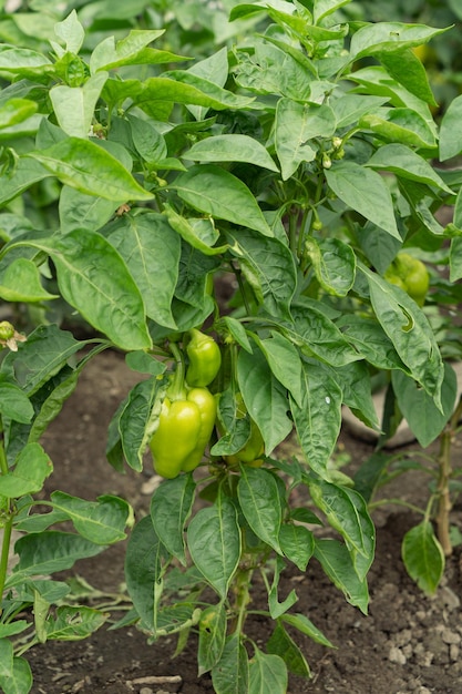 Green pepper plant with fruits