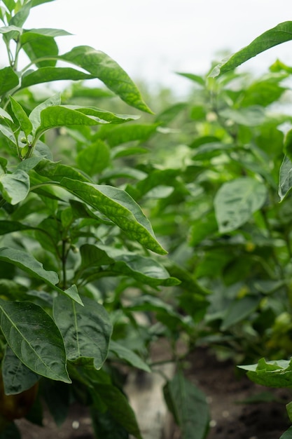 Green pepper plant with fruits