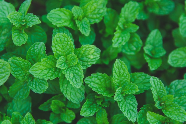 Green peppermint leaves background. Flat lay. Nature background