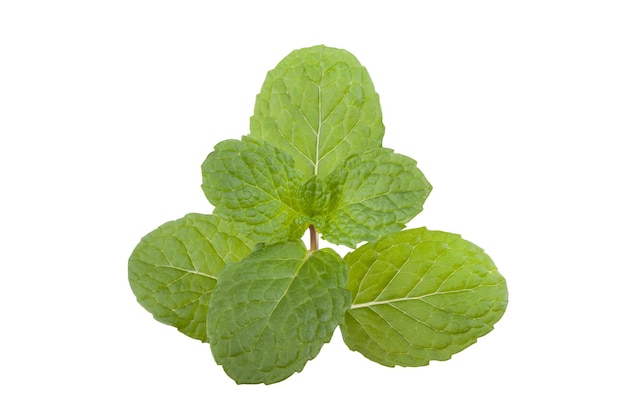 Green peppermint leaves on white background